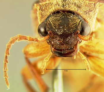 Media type: image;   Entomology 2632 Aspect: head frontal view